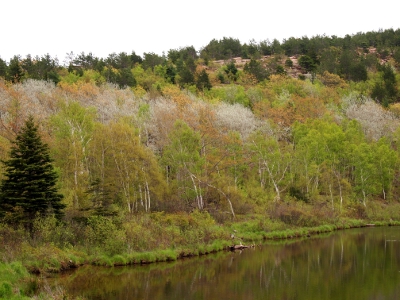 [At least a half a dozen different types of trees leafing in different colors along the side of the pond.]